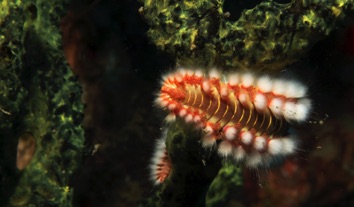 Fireworm